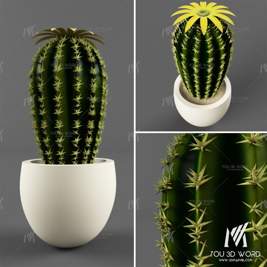 Cactus